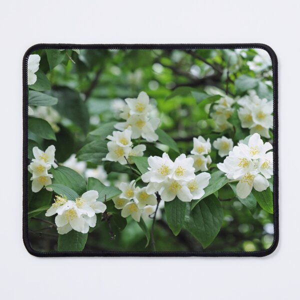 Item preview, Fresh jasmin flowers in garden designed and sold by AsahiNoAme.