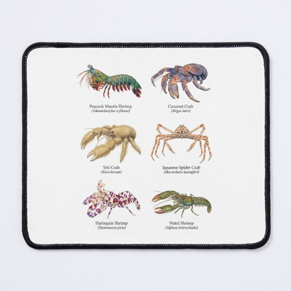 Item preview, Exotic crustacean species designed and sold by ArunDandiboina.