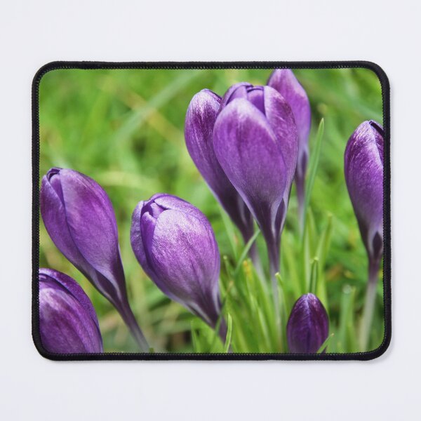 Item preview, Spring crocuses designed and sold by AsahiNoAme.