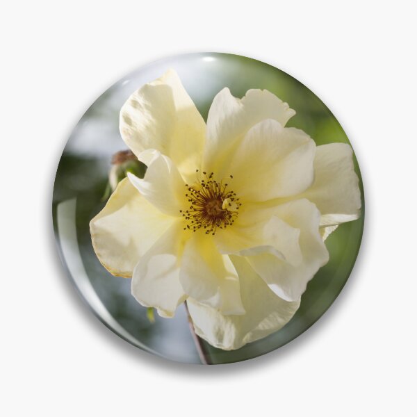 Item preview, Single Blooming Wild Rose in Soft Yellow designed and sold by Georgia Mizuleva.