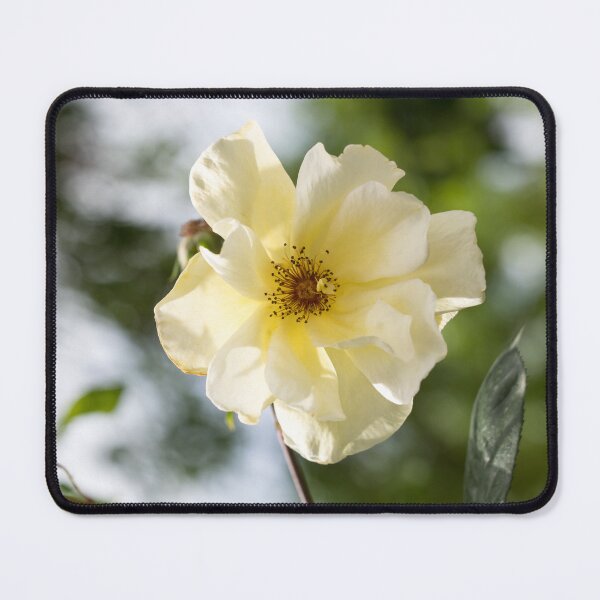 Item preview, Single Blooming Wild Rose in Soft Yellow designed and sold by Georgia Mizuleva.