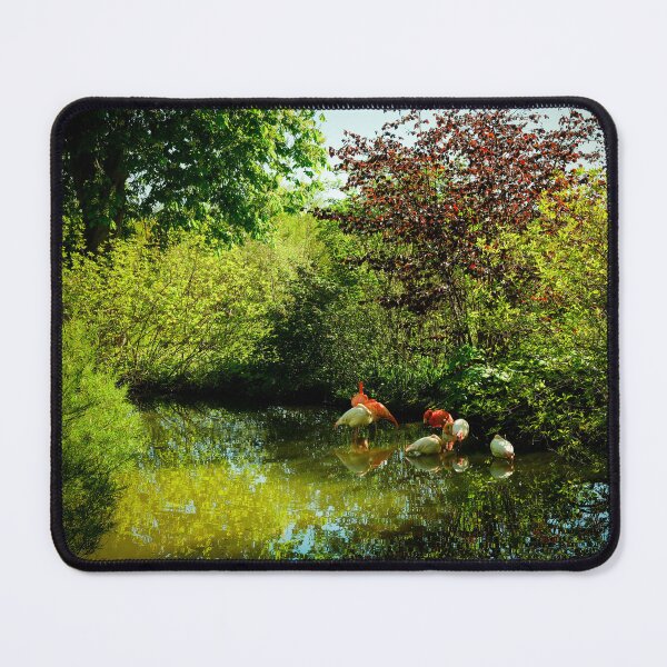 Item preview, Flamingos in a pond designed and sold by Jim Key.
