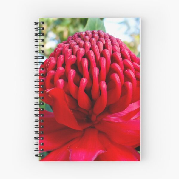Item preview, Waratah designed and sold by Ross.A.Campbell.