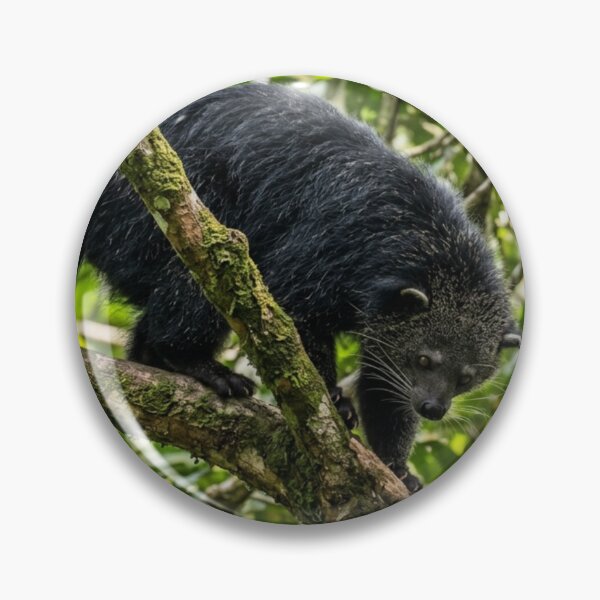 Item preview, Binturong in the branches designed and sold by Malisa345.