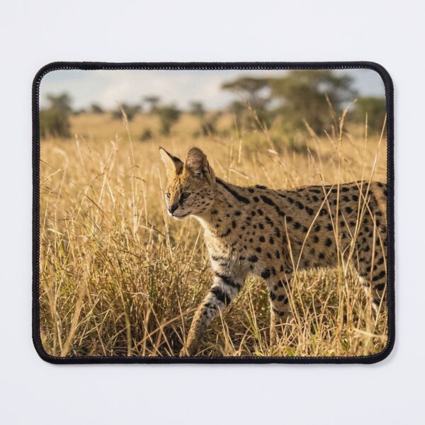Item preview, Serval in the tall grass designed and sold by Malisa345.
