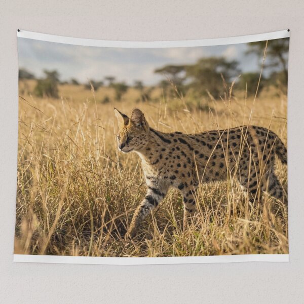 Item preview, Serval in the tall grass designed and sold by Malisa345.