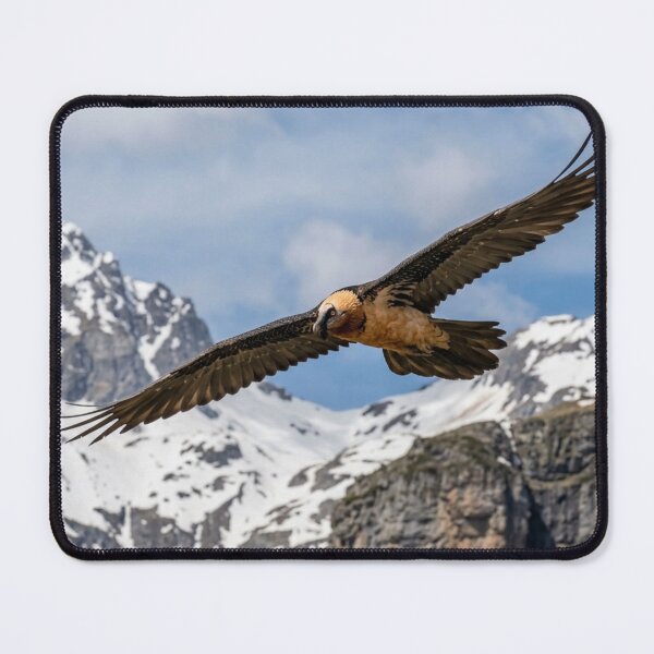 Item preview, Bearded vulture in flight designed and sold by Malisa345.