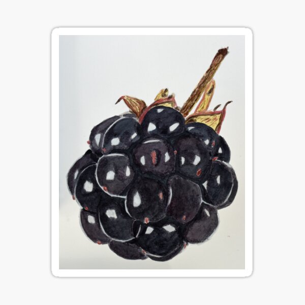 Close-up of a Single Blackberry Sticker