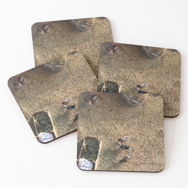 Item preview, Ducks looking at the camera while playing designed and sold by nagyphotography.