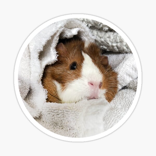 Snug as a bug Sticker