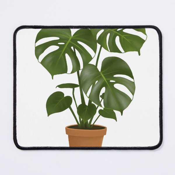 Item preview, Monstera deliciosa plant designed and sold by aurenta.shop.