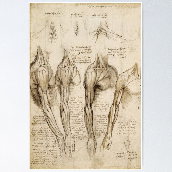 Item preview, Leonardo da Vinci Anatomical Study of the Leg Muscles Poster designed and sold by artofuniverse.