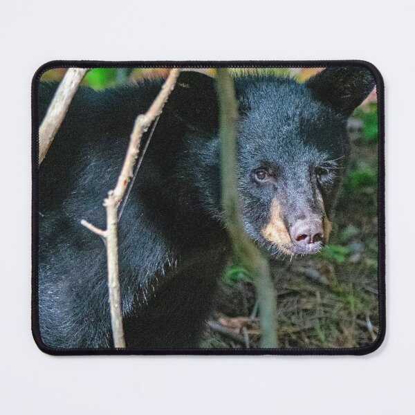 Item preview, Black Bear Makes Eye Contact, Animal Portrait designed and sold by AMacGPhilly.