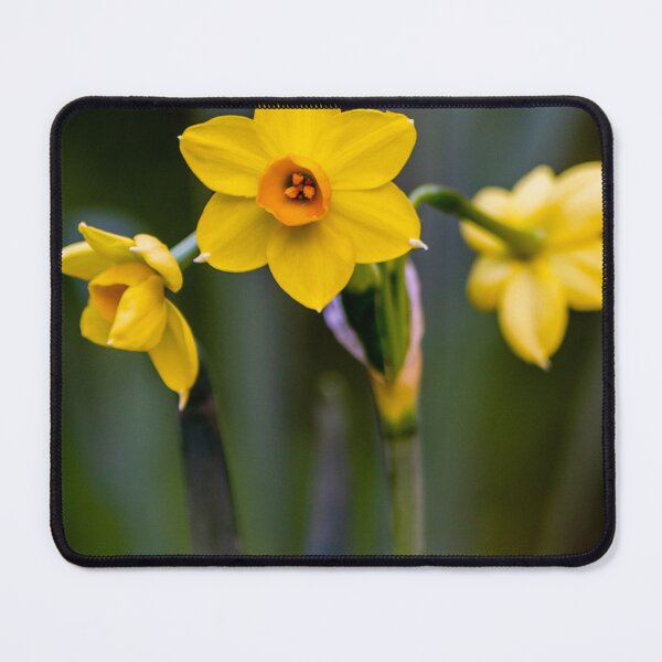Item preview, Yellow Daffodil Flowers In Bloom Close-Up With Soft Green Background Evoking Spring designed and sold by Nmallia.