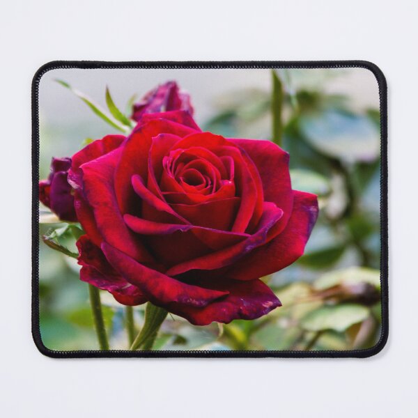 Item preview, Deep Red Rose Bloom In Garden Close-Up Symbolizing Romance, Love And Natural Beauty designed and sold by Nmallia.