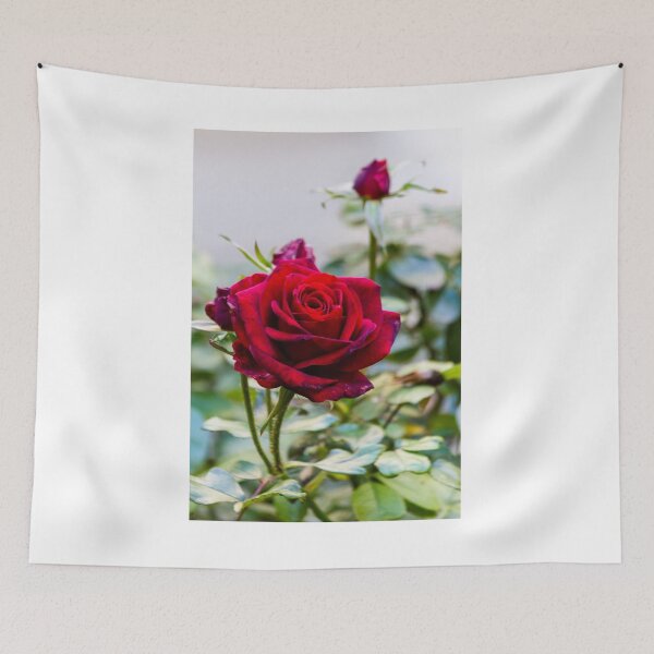 Item preview, Deep Red Rose Bloom In Garden Close-Up Symbolizing Romance, Love And Natural Beauty designed and sold by Nmallia.