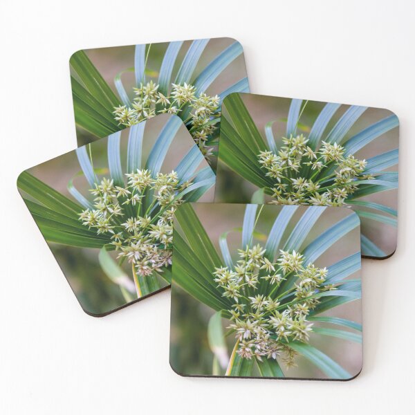 Item preview, Green Plant With Clustered Star-Like Flowers and Long Arching Leaves in Soft Focus designed and sold by Nmallia.