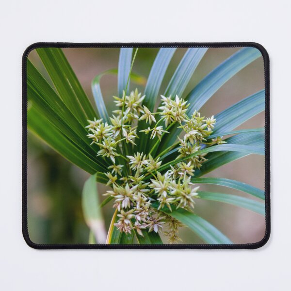 Item preview, Green Plant With Clustered Star-Like Flowers and Long Arching Leaves in Soft Focus designed and sold by Nmallia.
