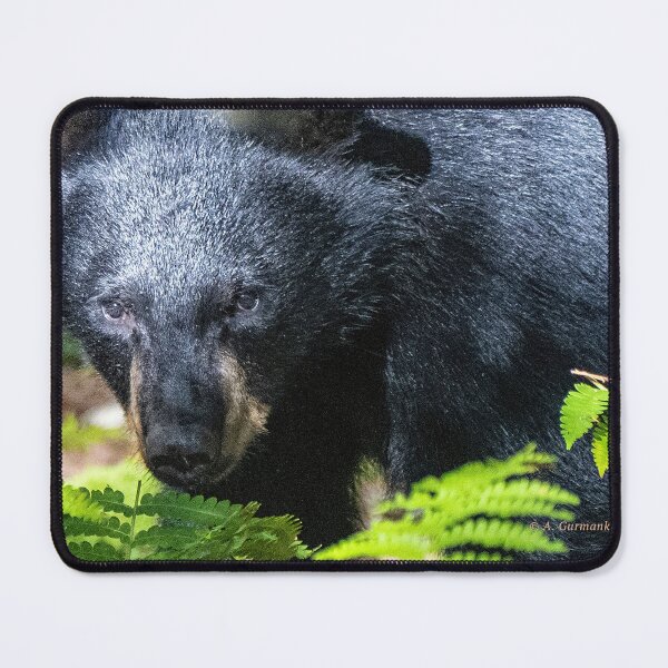 Item preview, American Black Bear Makes Eye Contact designed and sold by AMacGPhilly.