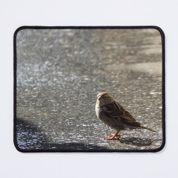 Item preview, Sparrow Standing on Wet Pavement With Reflection and Shadow on Urban Asphalt Surface designed and sold by Nmallia.