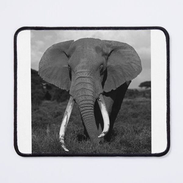 Item preview, The big Tusker called Tee-Jay designed and sold by Anthony Goldman.