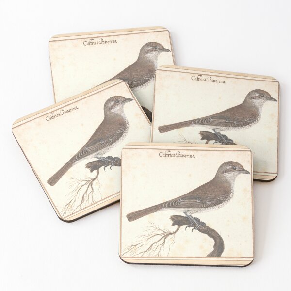 Item preview, Leonardi Sparrow Study | Vintage Ornithology designed and sold by GammaRay.