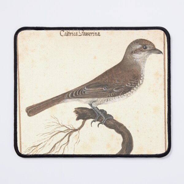 Item preview, Leonardi Sparrow Study | Vintage Ornithology designed and sold by GammaRay.