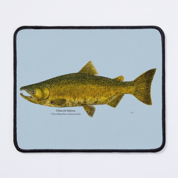 Item preview, Chinook Salmon Spawning Male Painting designed and sold by Stephen Emms.