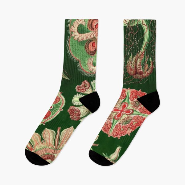 Item preview, Ernst Haeckel  designed and sold by Art-KaBoom.