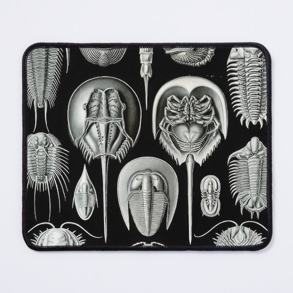 Item preview, Ernst Haeckel designed and sold by Art-KaBoom.