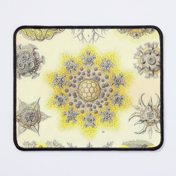 Item preview, Ernst Haeckel designed and sold by Art-KaBoom.