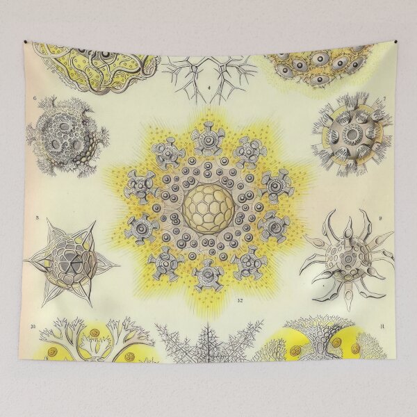 Item preview, Ernst Haeckel  designed and sold by Art-KaBoom.