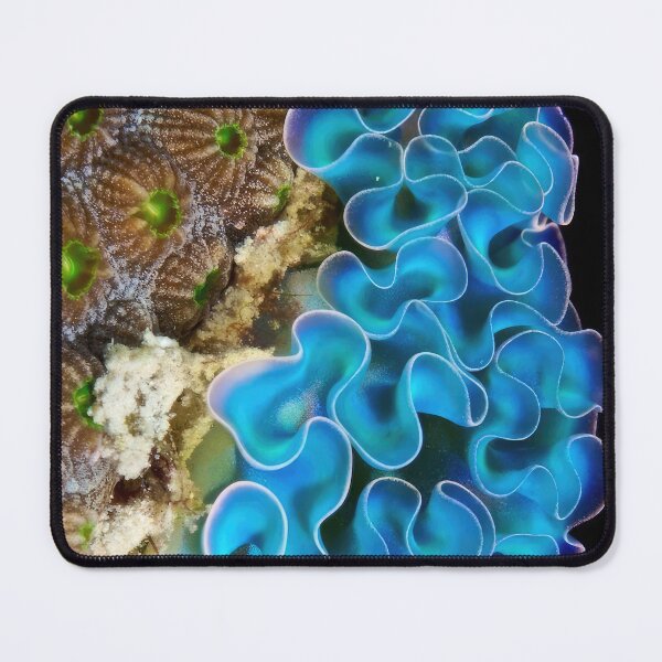 Item preview, Ernst Haeckel designed and sold by Art-KaBoom.