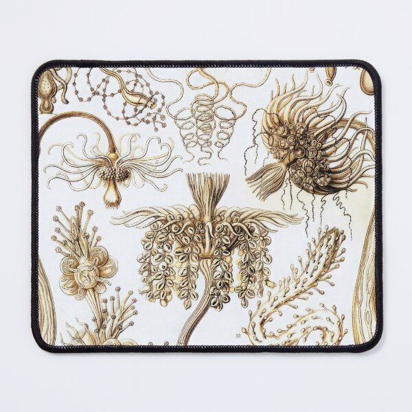 Item preview, Ernst Haeckel designed and sold by Art-KaBoom.