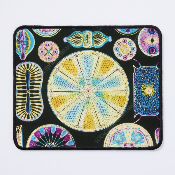 Item preview, Ernst Haeckel designed and sold by Art-KaBoom.