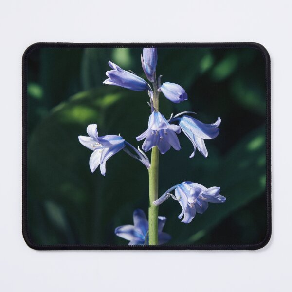 Item preview, Bluebell Macro designed and sold by Tom McPherson Photography.