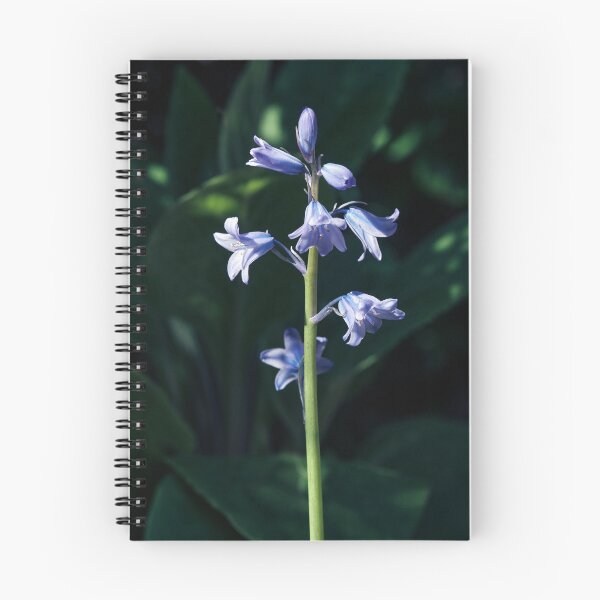 Artikelvorschau, Bluebell Macro entworfen und verkauft von Tom McPherson Photography.