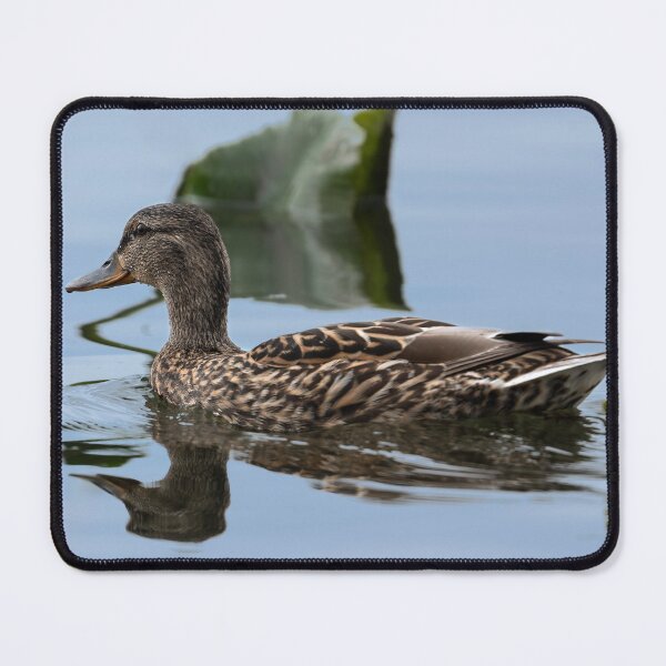 Item preview, Female Gadwall Duck swimming among water plants designed and sold by lisavonbiela.