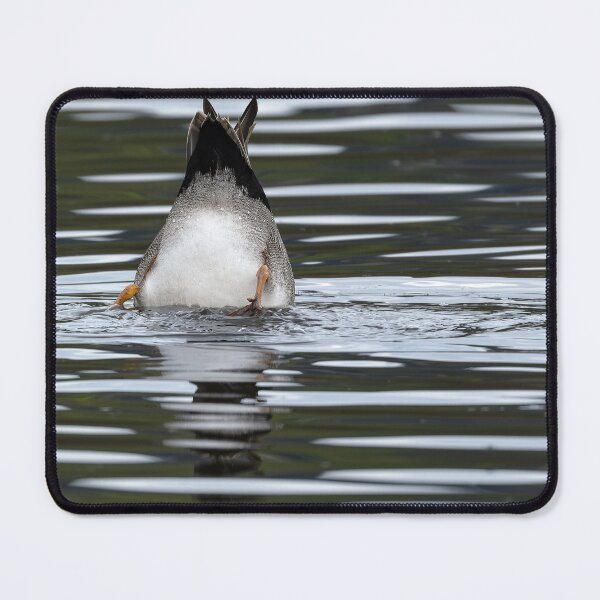Item preview, Gadwall Duck dabbling for food in the lake designed and sold by lisavonbiela.