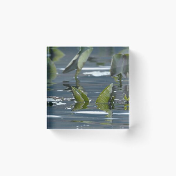 Item preview, Xpan image of lake plants floating on the water's surface designed and sold by lisavonbiela.