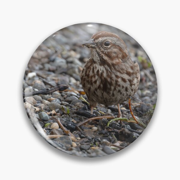 Item preview, Closeup of Song Sparrow with left eye to camera designed and sold by lisavonbiela.