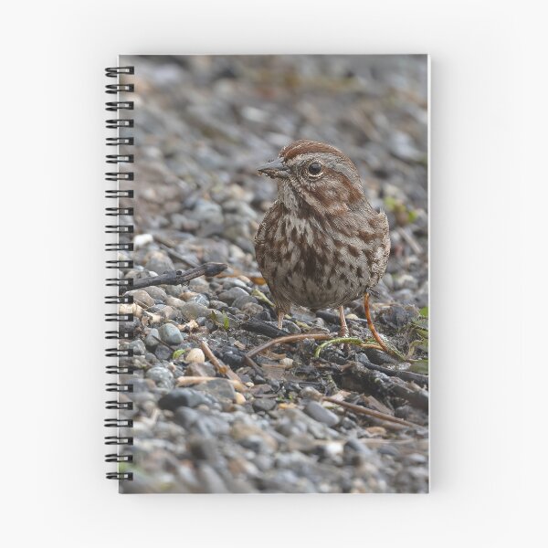 Item preview, Closeup of Song Sparrow with left eye to camera designed and sold by lisavonbiela.