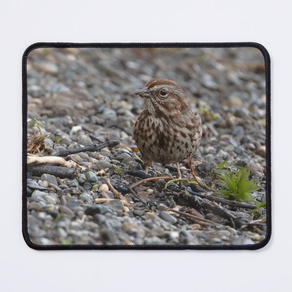 Item preview, Closeup of Song Sparrow with left eye to camera designed and sold by lisavonbiela.