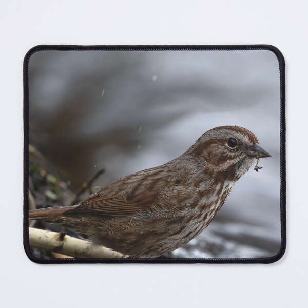Item preview, Closeup of Song Sparrow in profile by lake tide designed and sold by lisavonbiela.