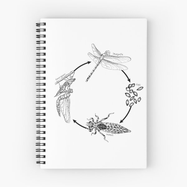 Item preview, Dragonfly Life Cycle designed and sold by SERCUL.