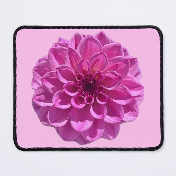 Aperçu de l'œuvre Dahlia rose créée et vendue par Punkinchunk.