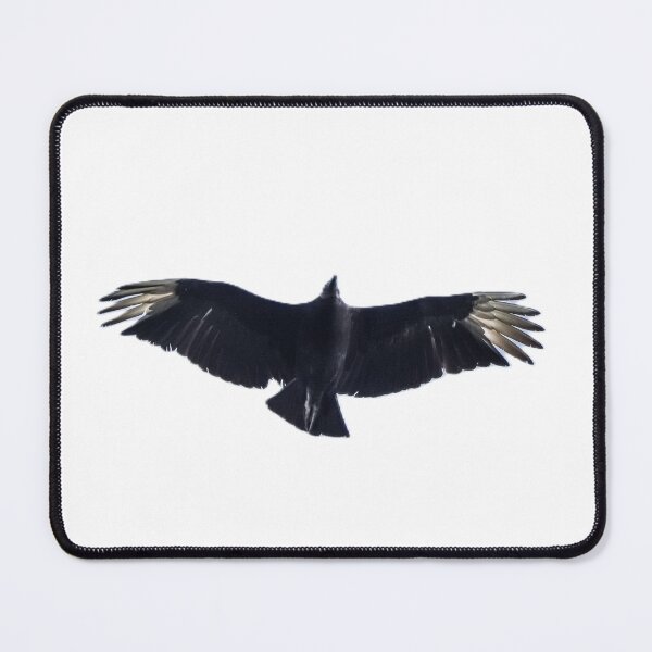 Item preview, Black Vulture in Flight designed and sold by Pondside-Pics.
