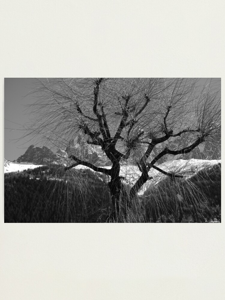 Alternate view of Chamonix Tree Photographic Print