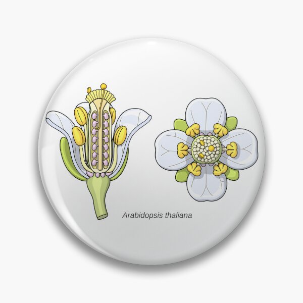 Item preview, Arabidopsis thaliana Flower Illustration designed and sold by taylorcustom.