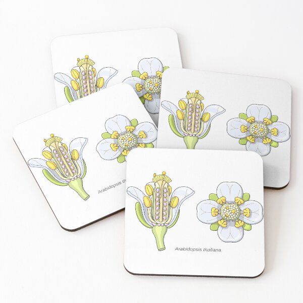 Item preview, Arabidopsis thaliana Flower Illustration designed and sold by taylorcustom.